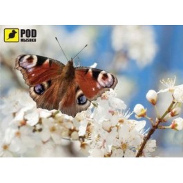 PODMЫSHKU Весна-Бабочка