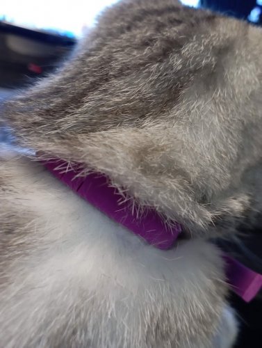 Фото Засіб від паразитів Beaphar Fleaamp;Tick Collar for Cats - Ошейник от блох и клещей для котов (цветные) 35 см (13251) від користувача Andrewsh