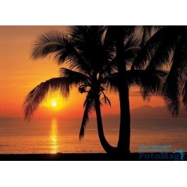Komar Palmy Beach Sunrise (8-255)