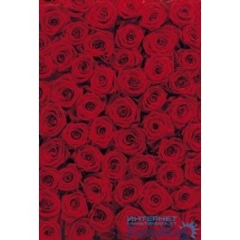 Komar Roses (4-077)