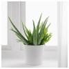 IKEA ALOE VERA растение в горшке диаметром 12 см, Алоэ (702.766.51) - зображення 3