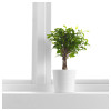 IKEA Растение в горшке, фикус Бенджамина "Наташа" (568.046.13) - зображення 3