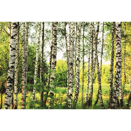 Dimex Березовый лес (MS-5-0094)