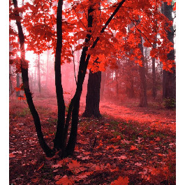 Dimex Красный лес (MS-3-0095)