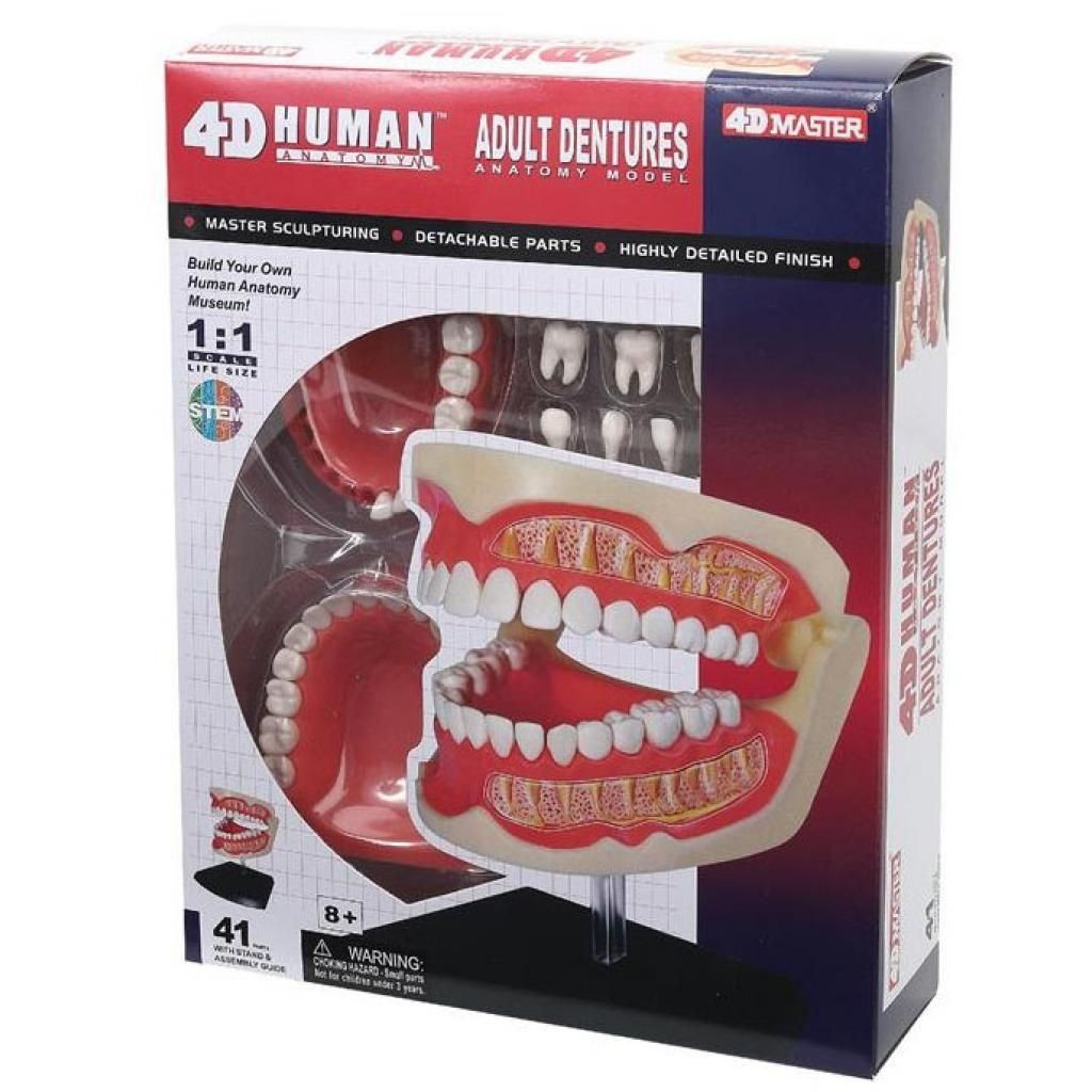 4D Master Объемная анатомическая модель  Зубной ряд человека FM-626015 - зображення 1