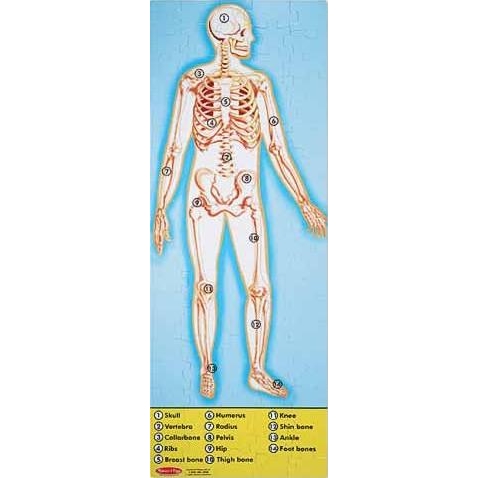 Melissa&Doug Строение человека (MD445) - зображення 1