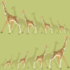 York Wallcoverings DwellStudio Baby + Kids (DW2364) - зображення 1