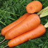 Професійне насіння Семена  морковь Шантане Ред Кор 10г (4820176692207) - зображення 2