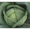 Професійне насіння Семена  капуста савойская Вироса F1 20 шт. (4823058200309) - зображення 2