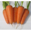 Професійне насіння Семена  морковь Шантане Ред Кор 10г (4820176692207) - зображення 3