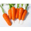 Професійне насіння Семена  морковь Шантане Ред Кор 10г (4820176692207) - зображення 4