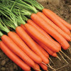 Професійне насіння Семена  морковь Нантес Тип Топ для детского питания 1г (4820176692825) - зображення 2