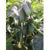 Професійне насіння Семена  огурец Бйорн F1 10 шт. (4820176693846) - зображення 4