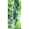Професійне насіння Семена  огурец Седрик F1 10 шт. (4820176692788) - зображення 2