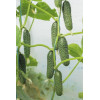 Професійне насіння Семена  огурец Туми F1 10 шт. (4820176692795) - зображення 2