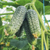 Професійне насіння Семена  огурец Туми F1 10 шт. (4820176692795) - зображення 3