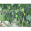 Професійне насіння Семена  огурец Каприкорн F1 10 шт. (4820176695802) - зображення 1