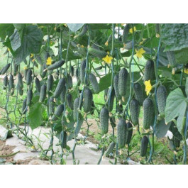 Професійне насіння Семена  огурец Каприкорн F1 10 шт. (4820176695802)