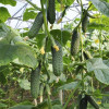 Професійне насіння Семена  огурец Каприкорн F1 10 шт. (4820176695802) - зображення 2