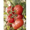 Професійне насіння Семена  томат высокорослый Зодиак F1 8 шт. (4820176693389) - зображення 3