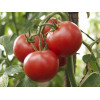 Професійне насіння Семена  томат высокорослый Зодиак F1 8 шт. (4820176693389) - зображення 4