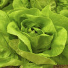 Професійне насіння Семена  салат Козима 30 шт. (4820176693181) - зображення 2