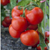 Професійне насіння Семена  томат низкорослый Тайпринц F1 20 шт. (4820176690319) - зображення 2