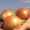 Професійне насіння Семена  лук репчатый Брунекс 200 шт. (4820176693280) - зображення 2