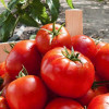 Професійне насіння Семена  томат низкорослый Тропикл Джем F1 20 шт. (4823058208633) - зображення 3