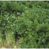 Професійне насіння Семена  сельдерей листовой Вестленд 0,5г (4823058202266) - зображення 2