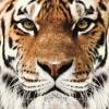 Silken Серветки столові  Тигр 33х33 см 18 шт. (4823077404740) - зображення 1