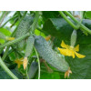 Професійне насіння Семена  огурец Шакти F1 10 шт. (4820176695765) - зображення 1