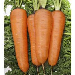 Професійне насіння Семена  морковь Курода Шантане 1г (4820176692153)