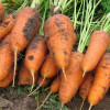 Професійне насіння Семена  морковь Курода Шантане 1г (4820176692153) - зображення 2