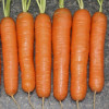 Професійне насіння Семена  морковь Нантес Скарлет 1г (4820176692238) - зображення 2