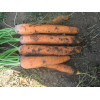 Професійне насіння Семена  морковь Нантес Скарлет 1г (4820176692238) - зображення 3