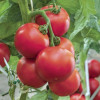 Професійне насіння Семена  томат высокорослый Пинк Топ F1 8 шт. (4823058200873) - зображення 3