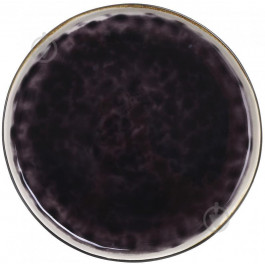 Bella Vita Тарілка обідня Glaze Anthracite 22 см 2 сорт (P00242)