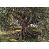 Komar 8-531 Olive Tree - зображення 1