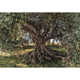   Komar 8-531 Olive Tree