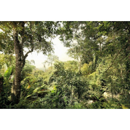 Komar Dschungel (XXL4-024)