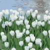 STRATEG Картина за номерами Білі тюльпани розміром 20х20 см. HH5908 - зображення 1