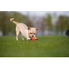 Collar Игрушка для собак Liker 5 Мячик для щенков и собак мелких пород (6298) - зображення 4