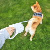 Petkit Повідок для собак  Travel Go Free Retractable Leash 3 m (P2104) - зображення 3