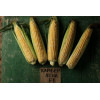 LedaAgro Насіння LedaAgro кукурудза цукрова Камберленд F1 20 шт. (4820119796597) - зображення 1
