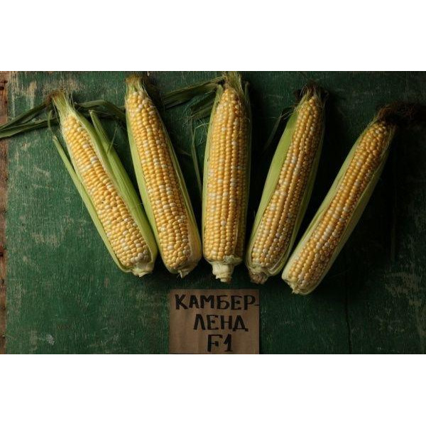 LedaAgro Насіння LedaAgro кукурудза цукрова Камберленд F1 20 шт. (4820119796597) - зображення 1