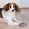 Trixie Носки для собак, хлопок-эластан, антискольжение, 2 штуки, XL, серый (tx-19506) - зображення 3