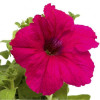 Професійне насіння Насіння петунія Танго F1 рожева 20 шт. (4823058204024) - зображення 2