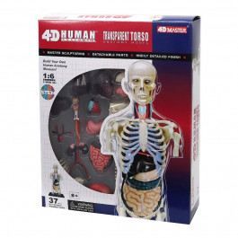 4D Master Объемная анатомическая модель  Торс человека прозрачный FM-626108