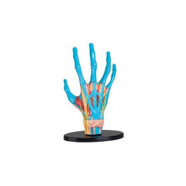 Edu-Toys Модель руки  збірна, 16,5 см (SK058)